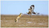 Upland-Buzzard-against-Corsac-Fox-_3_.jpg