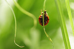 Ladybug-MKS.jpg