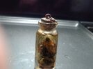 insect jar1.jpg