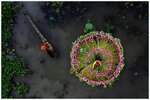 Shibasish-Saha---Waterlily-Harvesting-copy.jpg