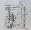 nervous system.png