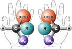 Chirality_with_hands.protein.png