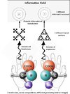 biophoton emission protein fractal.jpg