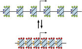 Open-and-closed-chromatin-configurations-are-influenced-by-post-translational-histone.jpg