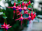 fuchsia-1.jpg