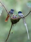 Asian Paradise Flycatcher.jpg