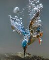 Kingfisher.jpg