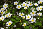 Water-Crowfoot1.jpg