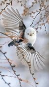 Long-Tailed Tit.jpg