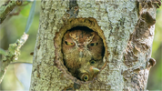 Owl Peekaboo.png