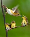 Feeding its chicks is an acrobatic process.jpg