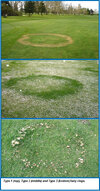 fairy-rings.jpg