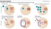 mimivirus replication.jpg