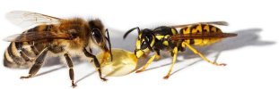 bee-yellow-jacket-wasp.jpg