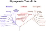 Phylogenetic-Tree-of-Life-Image 2.jpg