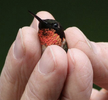 Male Bee Hummingbird.png