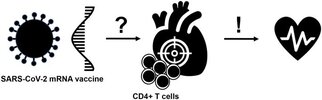 SARS-CoV-2 mRNA vaccine heart effect.jpg