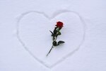 Red rose on a snowy heart.jpg