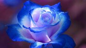 beautiful-rose-images.jpg