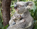 Koala mama + baby.png