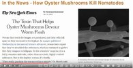 oyster mushroom.JPG oyster mushroom.JPG