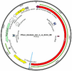 pfizer-plasmid-map-9417f.png