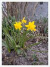 2023-04-21-13-44-31-Mini-Daffodils.jpg