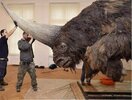 ELASMOTHERIUM - siberian unicorn.jpg