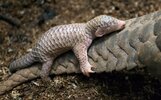 baby pangolin suzi eszterhas.jpg