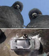patience-ted-pigeons-waiting-car-wash.jpg