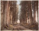 Imaichi_Road_by_Stillfried_c1877.jpg