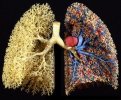 lungs1.jpg