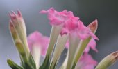 Tobacco Flower.jpg