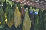 Tobacco on the curing rack.jpg