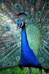 Peacock at Ponce de Leon's World Famous Fountain of Youth - St. Augustine.jpg