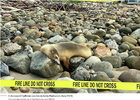 Screenshot 2023-07-09 at 21-41-43 Hundreds of dead poisoned animals are covering Calif. beaches.png