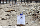 Screenshot 2023-07-09 at 21-42-47 Hundreds of dead poisoned animals are covering Calif. beaches.png