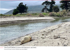 Screenshot 2023-07-09 at 21-47-39 Hundreds of dead poisoned animals are covering Calif. beaches.png