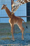 Baby Giraffe with No Spots.jpg