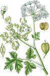 Heracleum sphondylium (Heart-shaped fruit).jpg