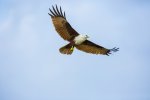 Brahminy Kite 1.jpg