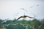 Brahminy Kite 6.jpg