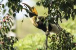 Great Hornbill 1.jpg