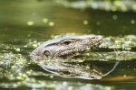 SG - Malayan Water Monitor Lizard 3.jpg