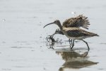 MP - Whimbrel & Crab1.jpg