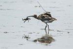 MP - Whimbrel & Crab2.jpg