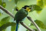 Long Tailed Broadbill 1.jpg