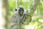 Long Tailed Macaque.jpg