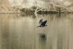 Mai Po - Roosting Great Cormorants 3.jpg