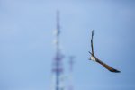 Radio Station & Brahminy Kite.jpg